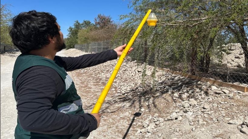SAG Tarapacá finalizó vigilancia por mosca de la fruta en Huara