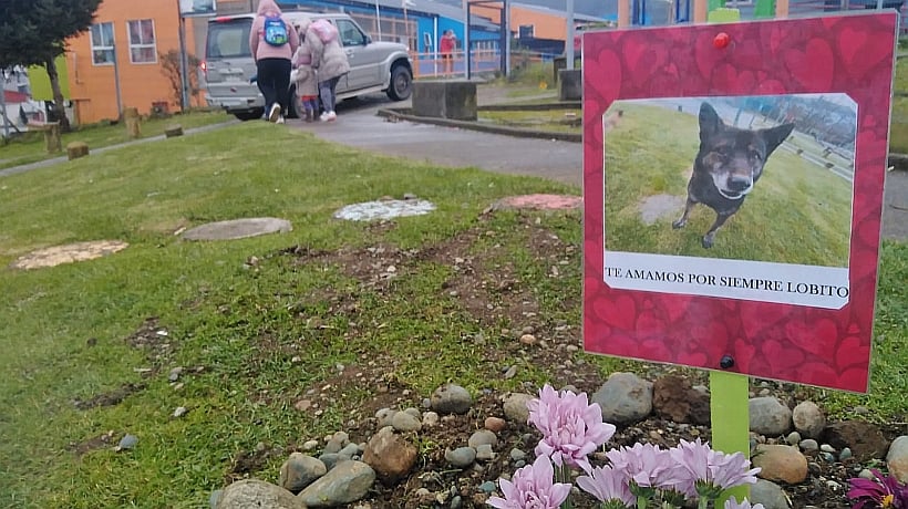 Sujeto que mató a hachazos a perro en Ancud quedó libre y bajo tratamiento