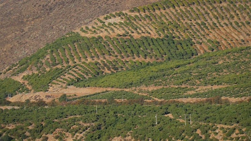 Académicos cuestionan la sostenibilidad ambiental de cultivos de paltas