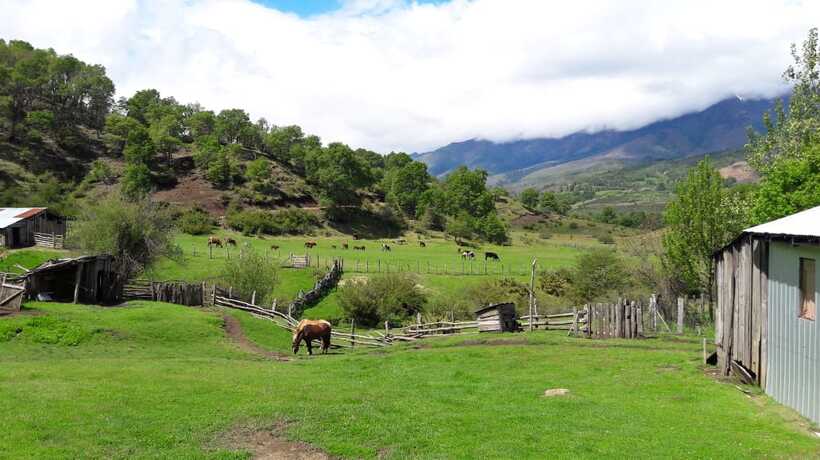 Familias ganaderas de  Lonquimay recibirán apoyo para el establecimiento de praderas de alfalfa