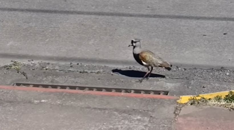 [VIDEO] Usuarios de redes sociales se emocionan con rescate de dos crías de queltehue en Concepción