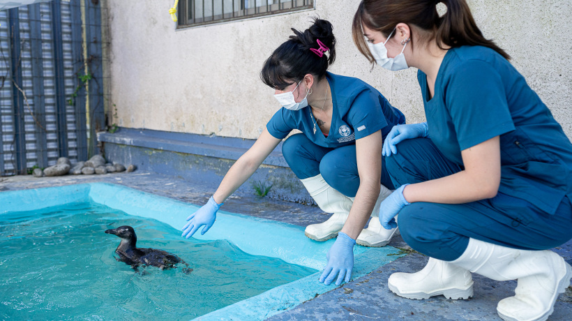 Pingüinos magallánicos rescatados en el Biobío fueron rehabilitados y serán llevados a Valparaíso para continuar proceso de liberación