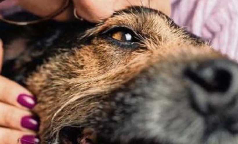 Perros transmiten bacterias resistentes a los antibióticos