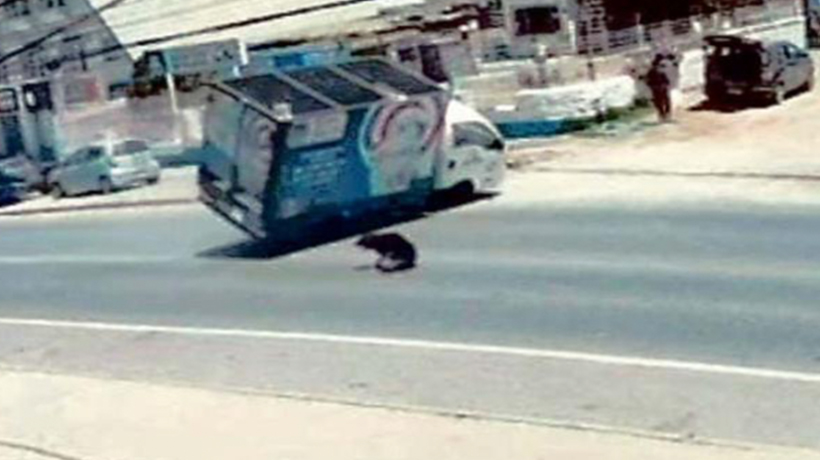 Perrito despistado causó volcamiento de un camión repartidor de gas en El Quisco