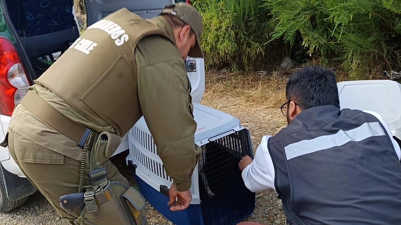 En Ancud investigan a mujer por muerte de perro que estaba encerrado en una caja