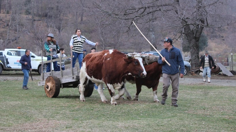 FAO otorga reconocimiento internacional a patrimonios agrícolas de La Araucanía
