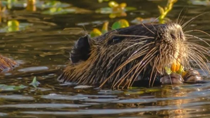 Se inició proceso de declaratoria para el humedal Perales en Talcahuano