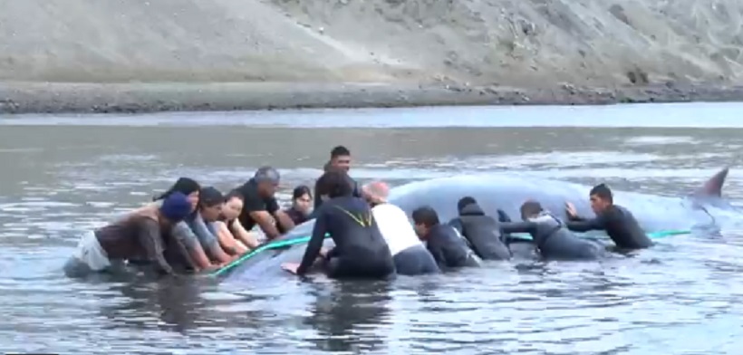Ballena de 15 metros varó en sector costero de la Isla Santa María: urgente operativo para devolverla al mar