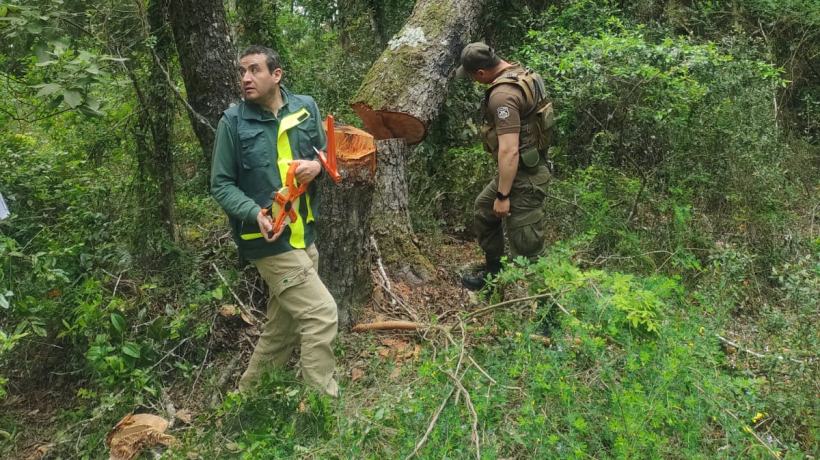 Concepción: presentan querella para perseguir responsables de tala ilegal en Parque Nacional Nonguén