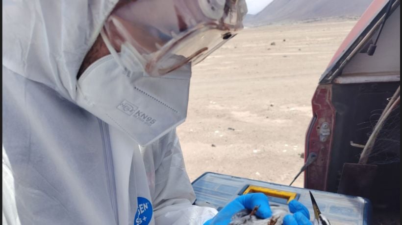 SAG Tarapacá toma de muestras a aves migratorias para hacerle frente a la influenza aviar