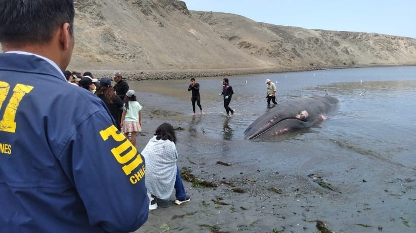 PDI investiga causas del varamiento de cetáceo en Isla Santa María
