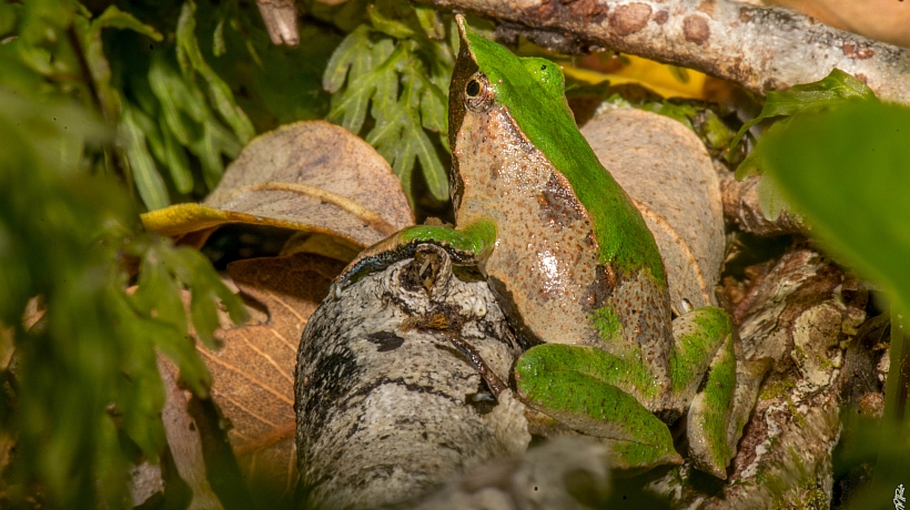 Monitorean el canto de la ranita de Darwin en el Parque Vicente Pérez Rosales