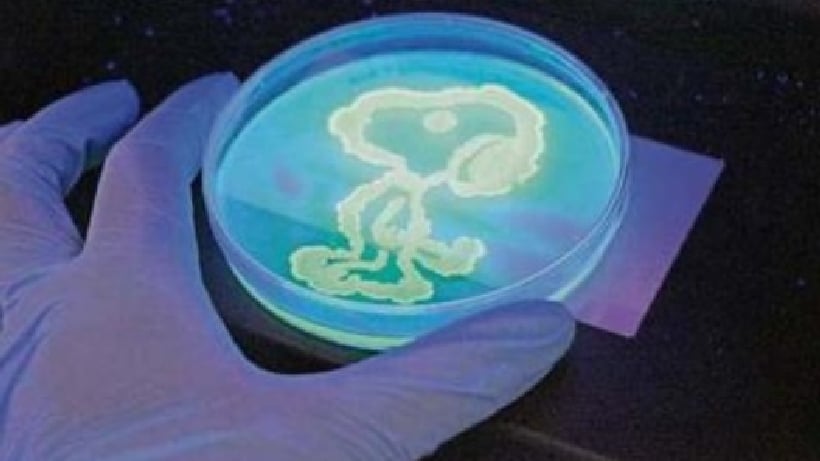 Ingenieros dibujan con proteínas fluorescentes de medusas