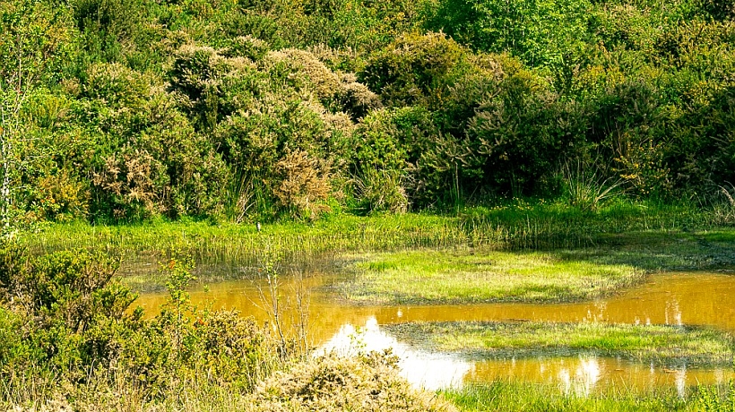 Municipio de Dalcahue pide indagar contaminación en el río Butalcura