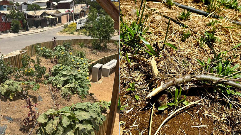 Municipalidad de Papudo denuncia destrucción intencional de árboles nativos recién plantados en plaza