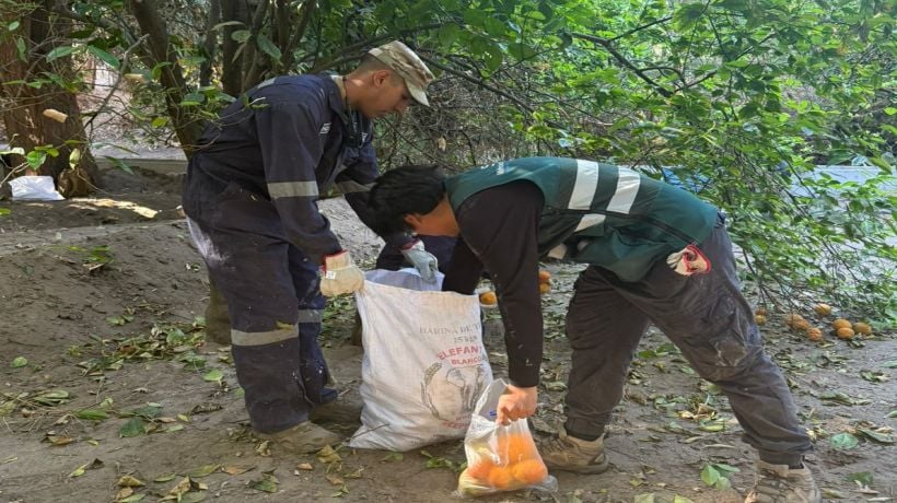 Concluyen campaña de erradicación de la mosca de la fruta en Pica