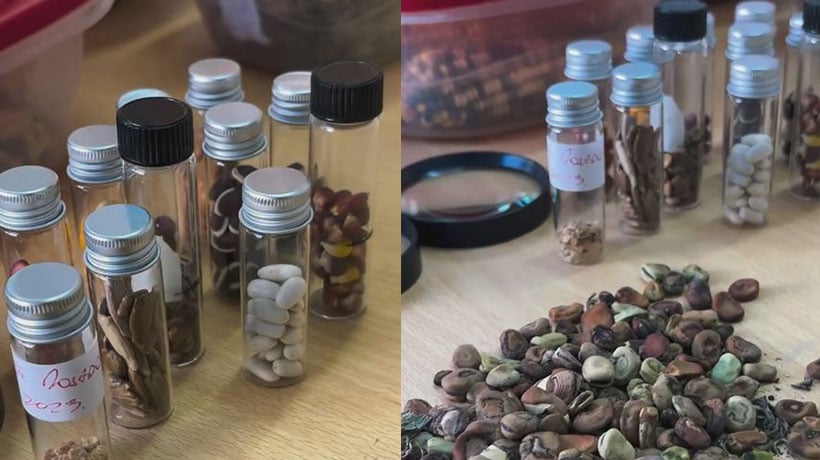 Este sábado se realizará el primer intercambio de semillas en Calle Larga