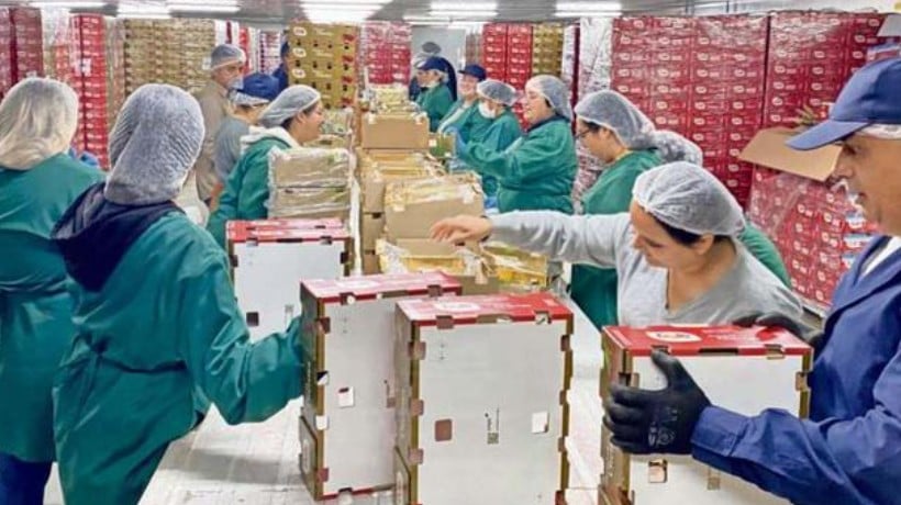 Hasta 4 mil toneladas de cereza podrá procesar packing en San Nicolás