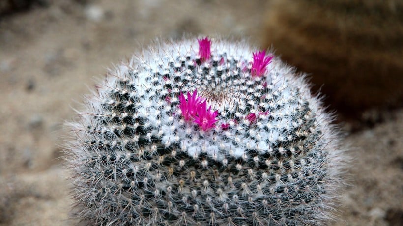 Cactus en peligro de extinción: Investigación colaborativa abre nuevas rutas para conservar flora vulnerable en el norte