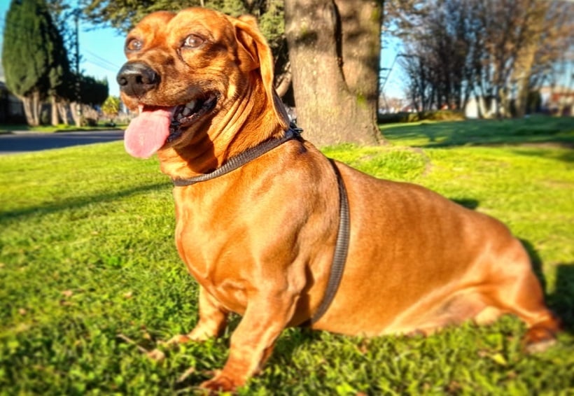Universidad Mayor y Municipalidad de Temuco invitan a la Dog Run en el Parque Estadio