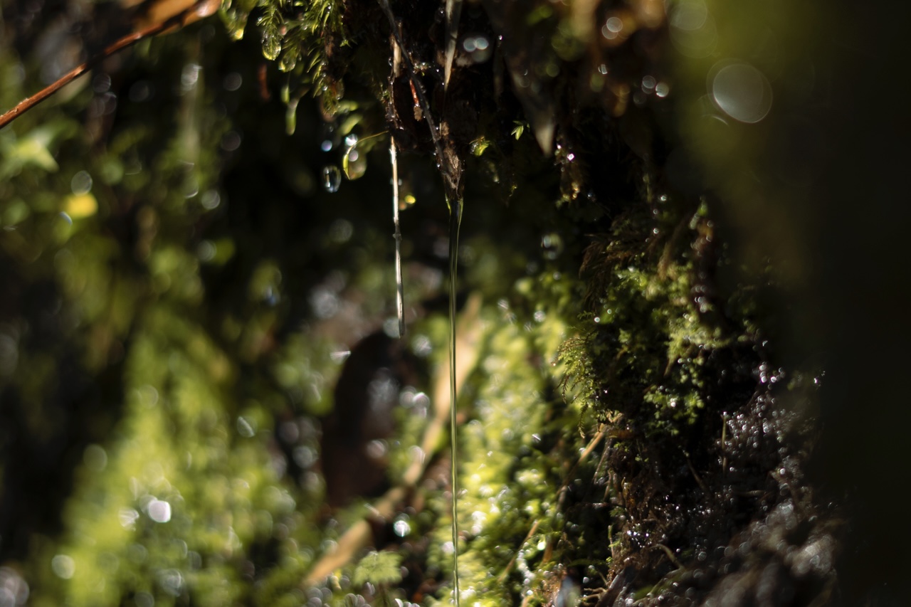Los Ríos: Seremi de las Culturas abre programa público que invita a explorar el territorio a través de las artes de la visualidad