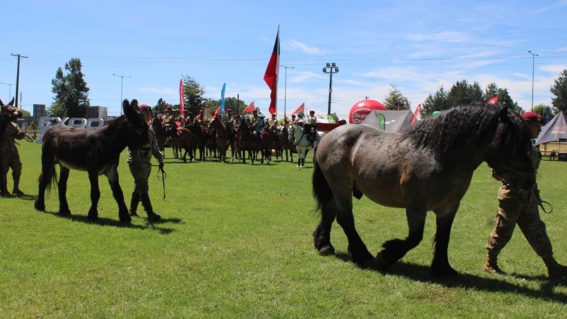 Con desfile ganadero fue inaugurada oficialmente esta mañana la Exposofo