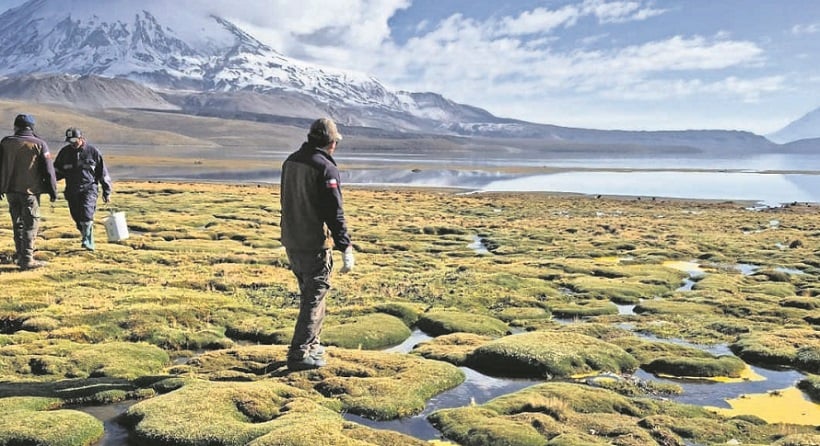 Derrame en Chungará: operadores de tour piden plan de acción para ruta a Bolivia