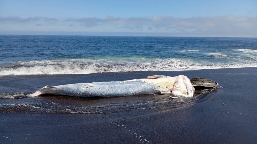 Encuentran ballena sei varada en el sector costero de San Pedro de la Paz: se realizan gestiones para su retiro