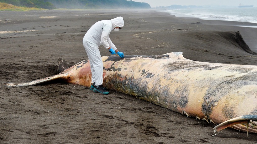 Sernapesca tomó muestras de ballena varada en el límite entre San Pedro de la Paz y Coronel