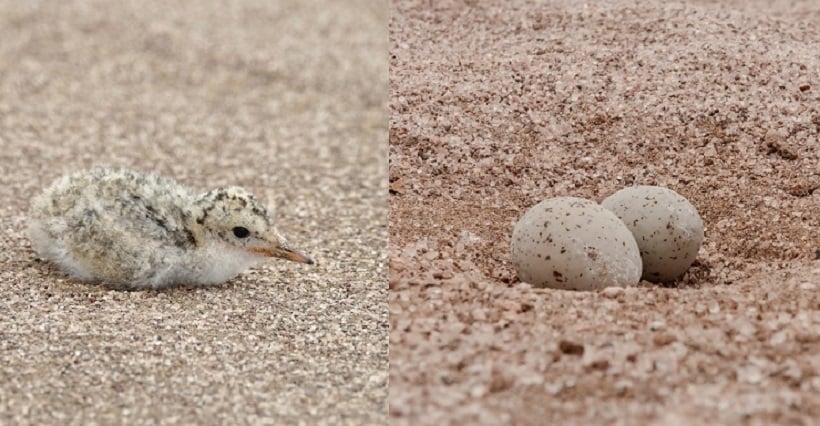 Conductores siguen transitando por zonas de nidificación: alerta por peligro para aves playeras en Mejillones