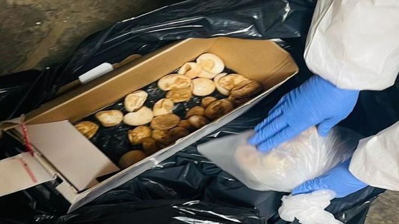 Decomisan más de 70 huevos de tortuga en Complejo Fronterizo de Colchane