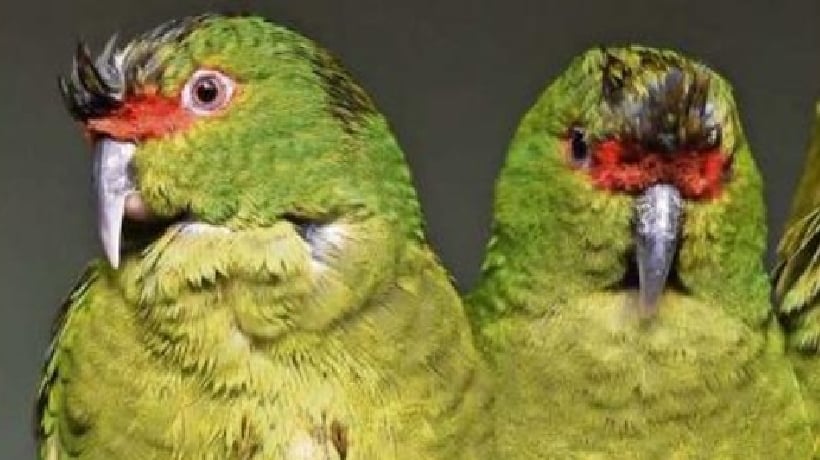 Loros choroy se comen el maíz y generan millonarias pérdidas