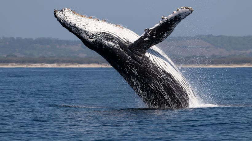Realizan este miércoles seminario de conservación marina y avistamiento ante aumento de ballenas en el norte de Chile