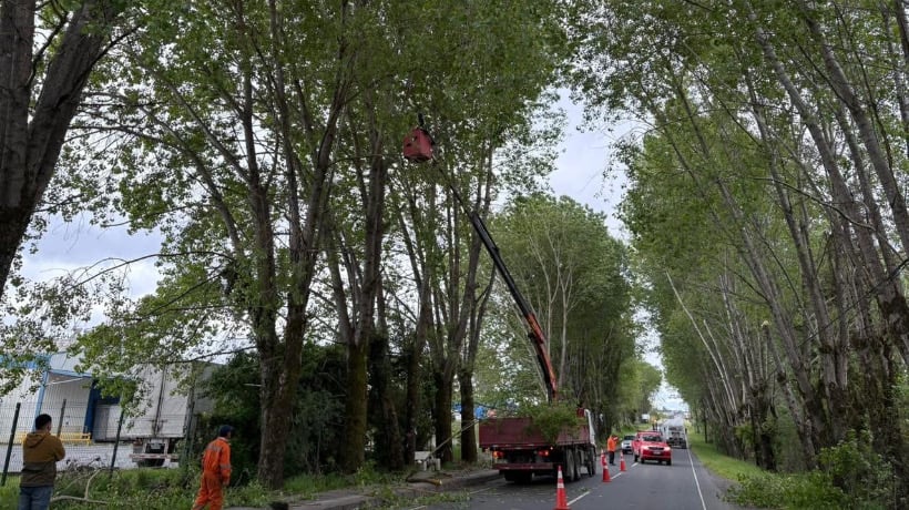 En Chonchi realizaron trabajo de poda de árboles