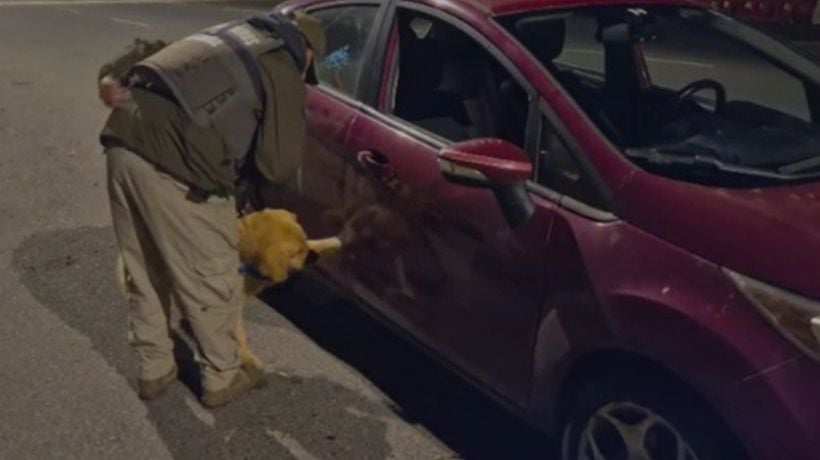 Perro detector de drogas descubrió a conductor trasladando más de 5 kilos de sustancias ilícitas en la Ruta del Itata