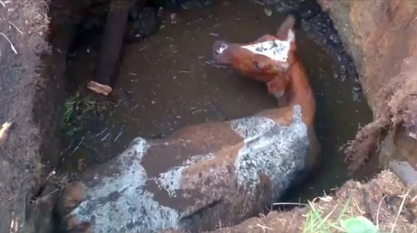 Bomberos implementó un complejo operativo para salvar a un vacuno que cayó a un pozo en Puerto Montt