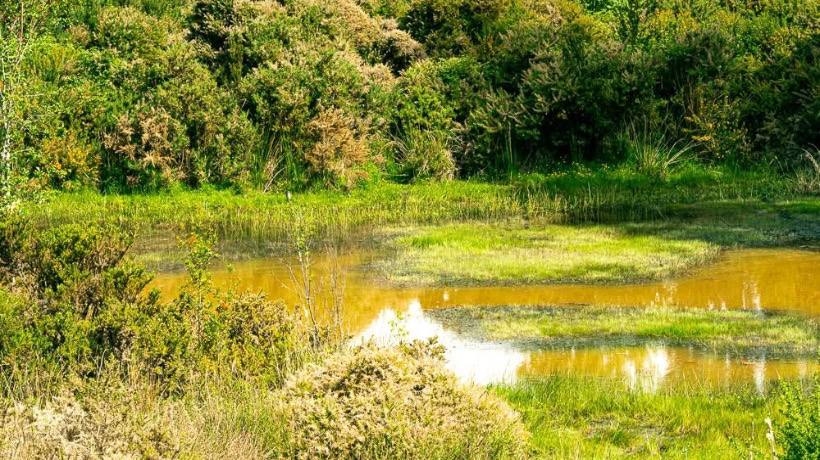 Dalcahue: Río Butalcura se encuentra contaminado