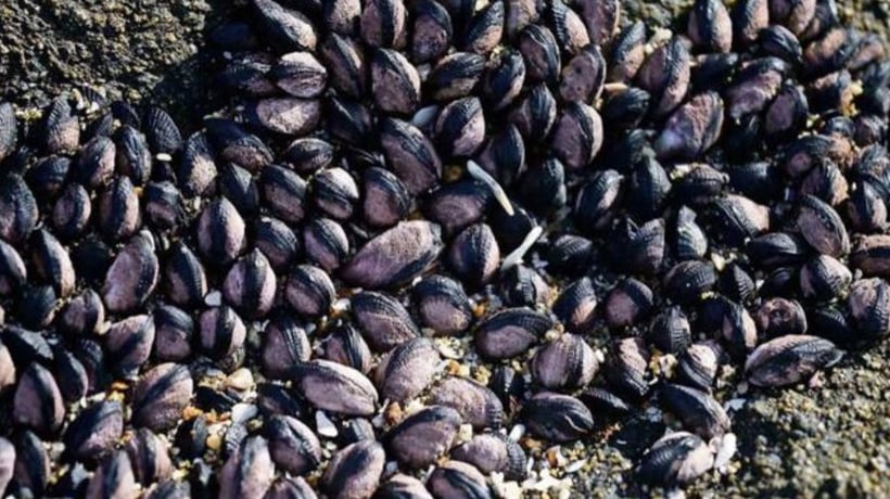 Estudio afirma que los choritos sobrevivirán al cambio climático