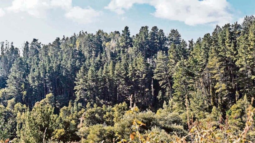 Tala ilegal de bosque nativo y exótico llega a las 1.403 hectáreas en Ñuble
