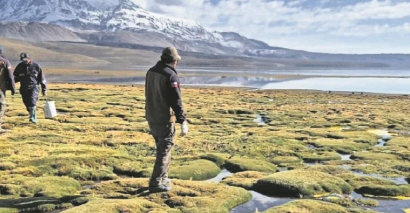 Derrame en lago Chungará: hay dos detenidos por el delito de contaminación grave imprudente