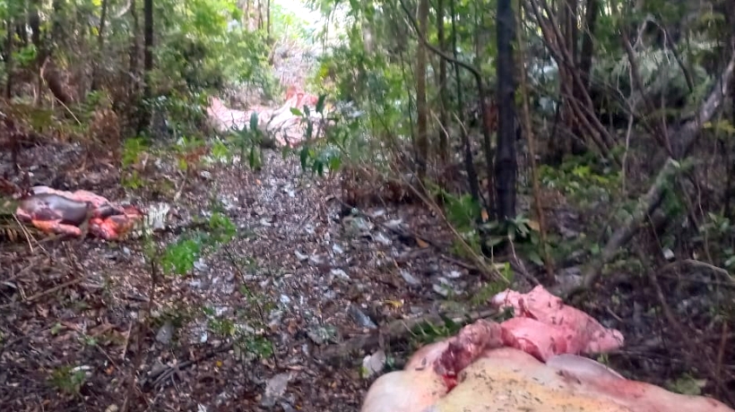 Vecino del sector Sargazo de Puerto Montt denunció faenamiento de su yunta de bueyes