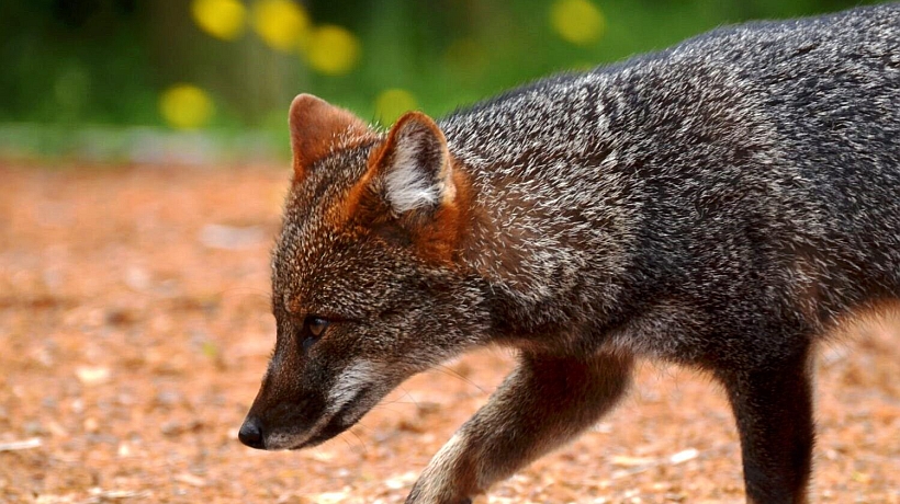 En Ancud presentarán el Plan Recoge para salvar al zorro chilote de su extinción