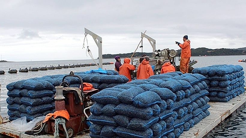 Producción de choritos se contrajo un 58% en septiembre