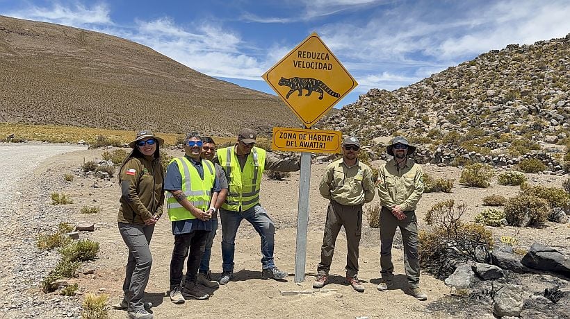 Instalan señalética para proteger al gato andino en el Parque Nacional Volcán Isluga
