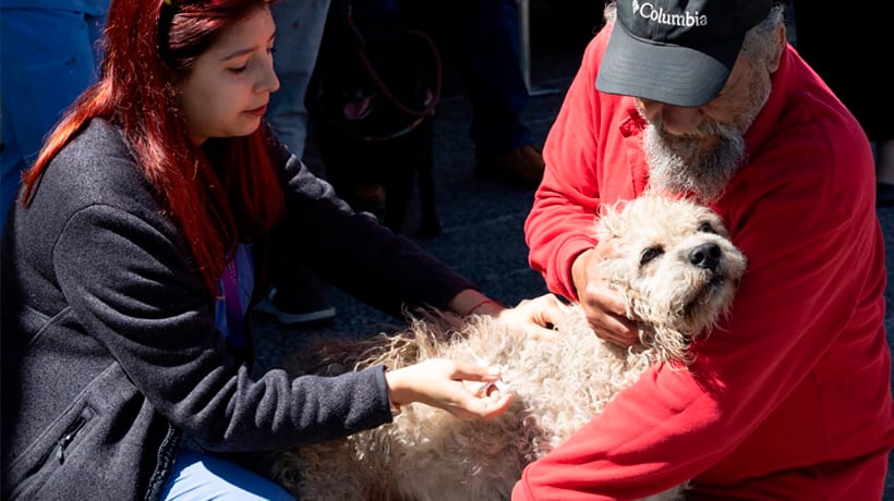 Seis mil esterilizaciones a mascotas se realizaron durante este año en Valparaíso