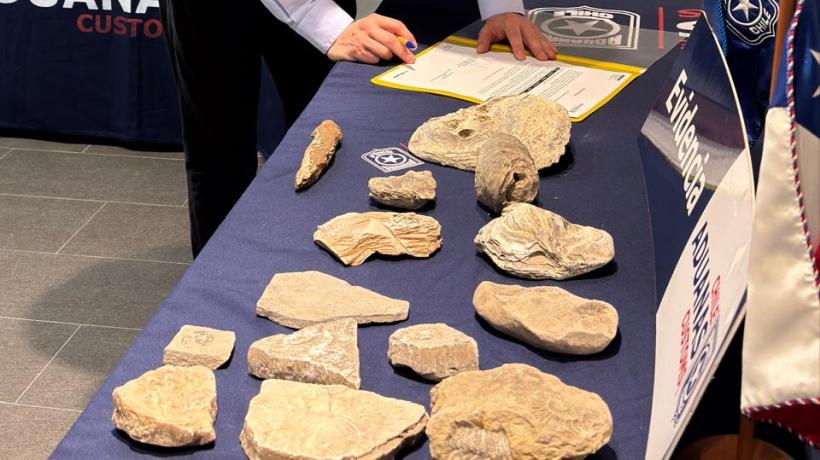 Museo de Historia Natural de Concepción recibió 112 fósiles incautados por Aduanas