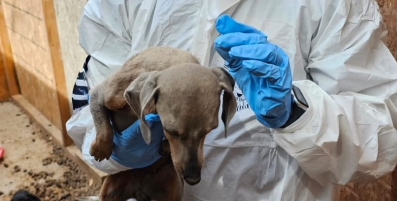 Estaban de deplorables condiciones: PDI detuvo a imputada por maltrato animal de siete perros en Arica