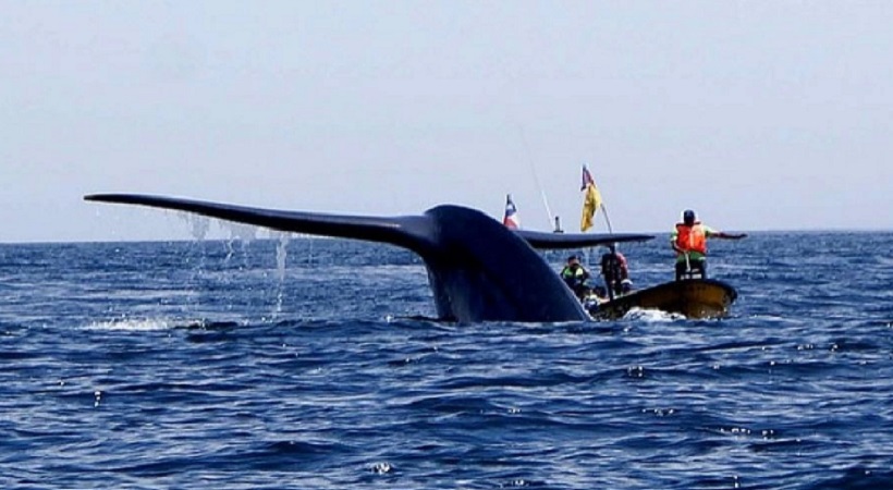 Comenzó la esperada temporada de avistamiento de cetáceos en Atacama