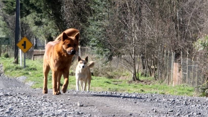 Mujer fue atacada por jauría de perros en Maullín: dueño de los canes estaría identificado