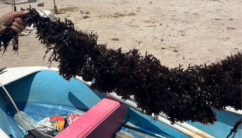 Científicos desarrollan tecnología para el cultivo de macroalga explotada en Chile